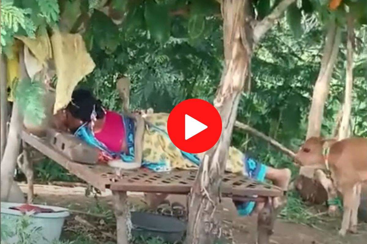 कोबरा ने सो रही