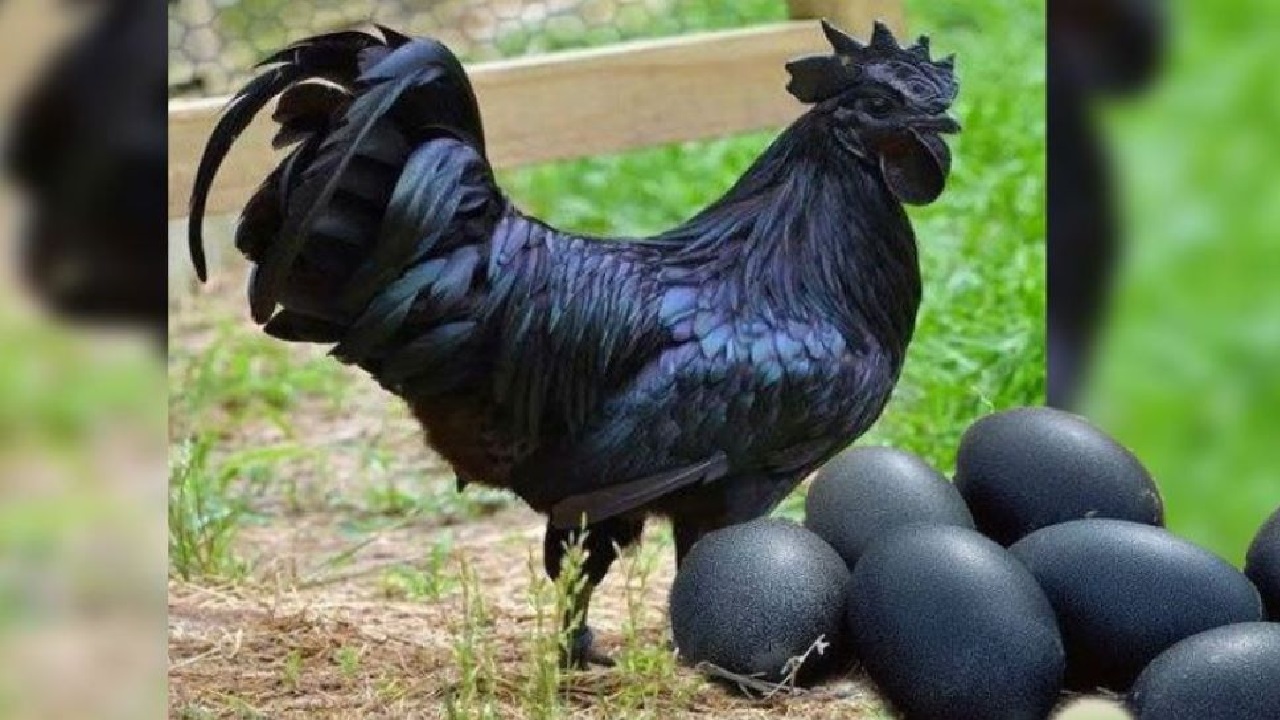 इस ख़ास नस्ल की