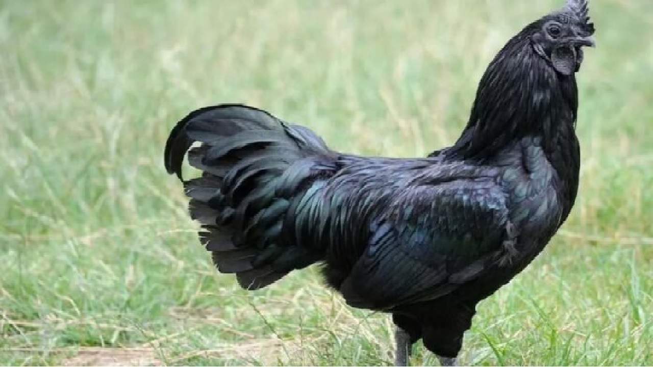 चाहते है कम में