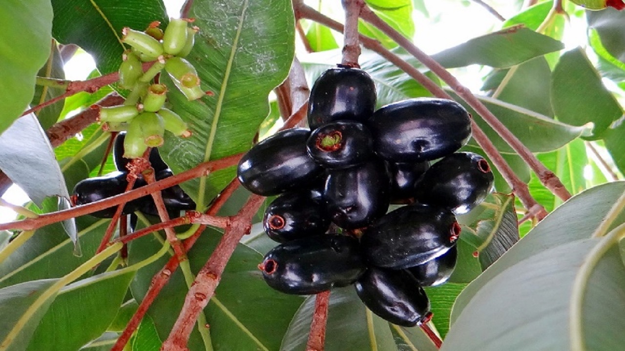 Side Effects Of Jamun: