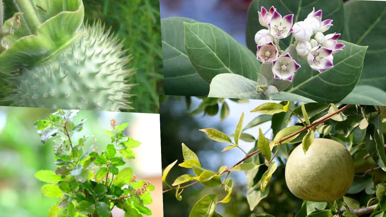 सावन में इन पौधों