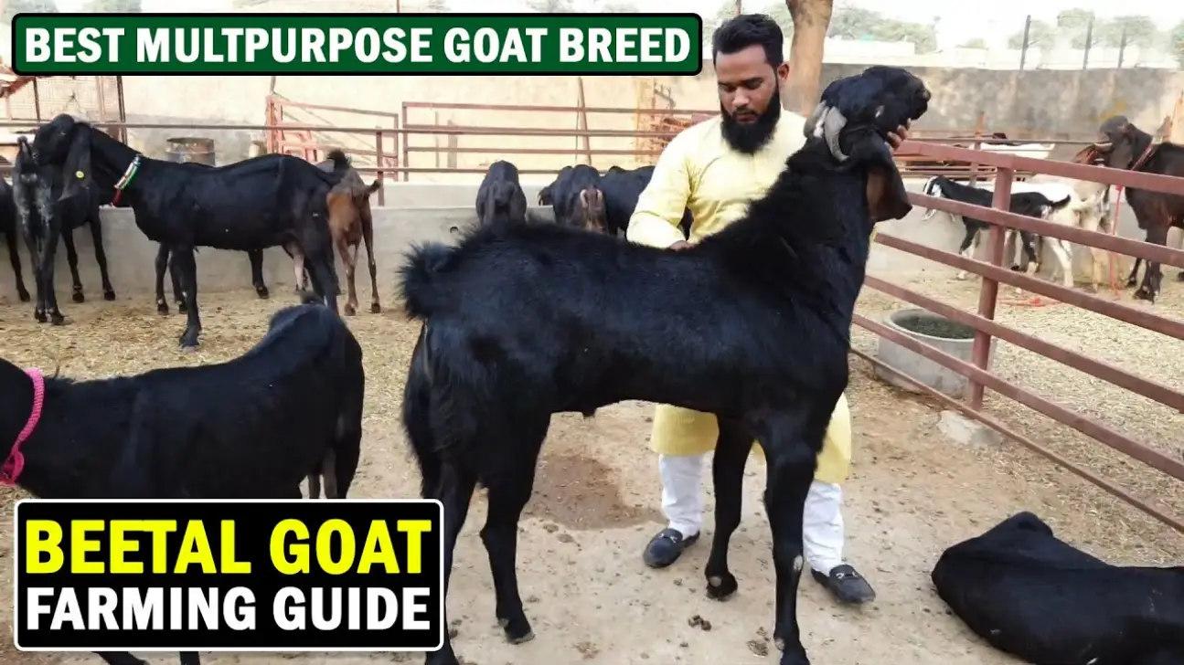 बिना घाटे का बिजनेस,Goat