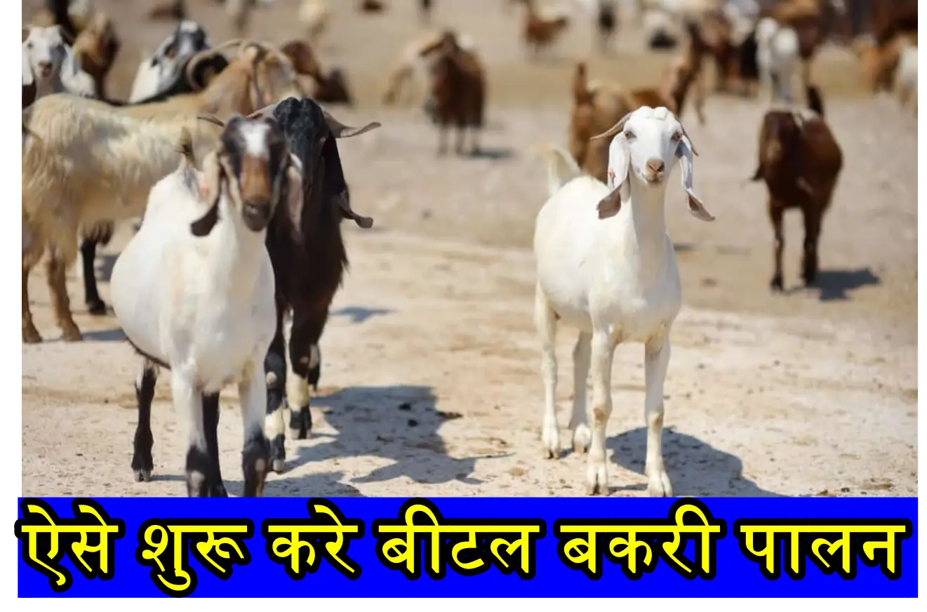 Beetal Goat Farming: बीटल