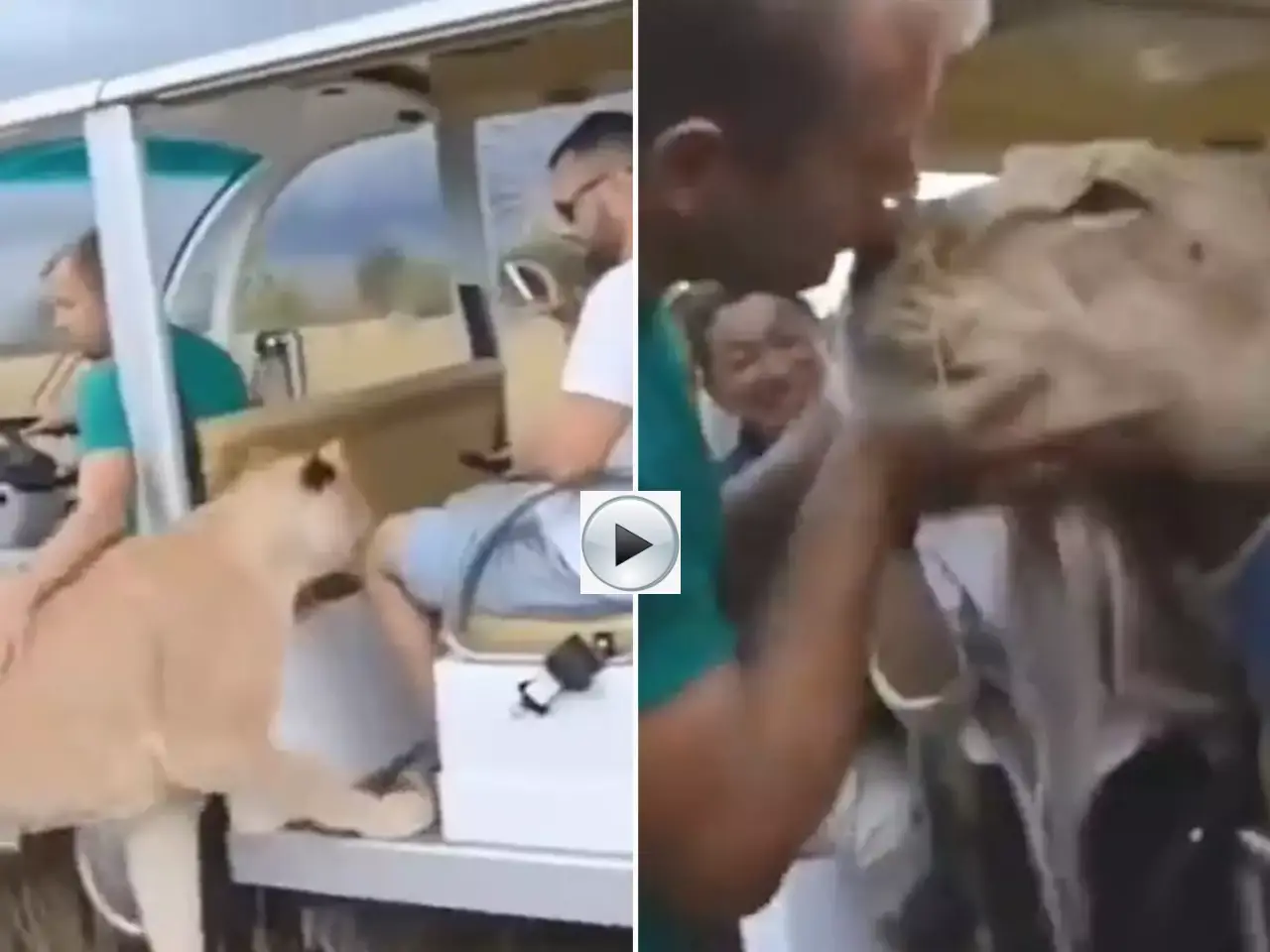 Sher Viral Video: टूरिस्ट