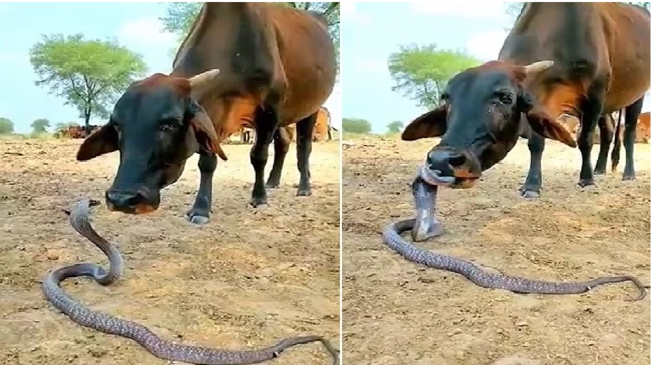 सांप और गाय की
