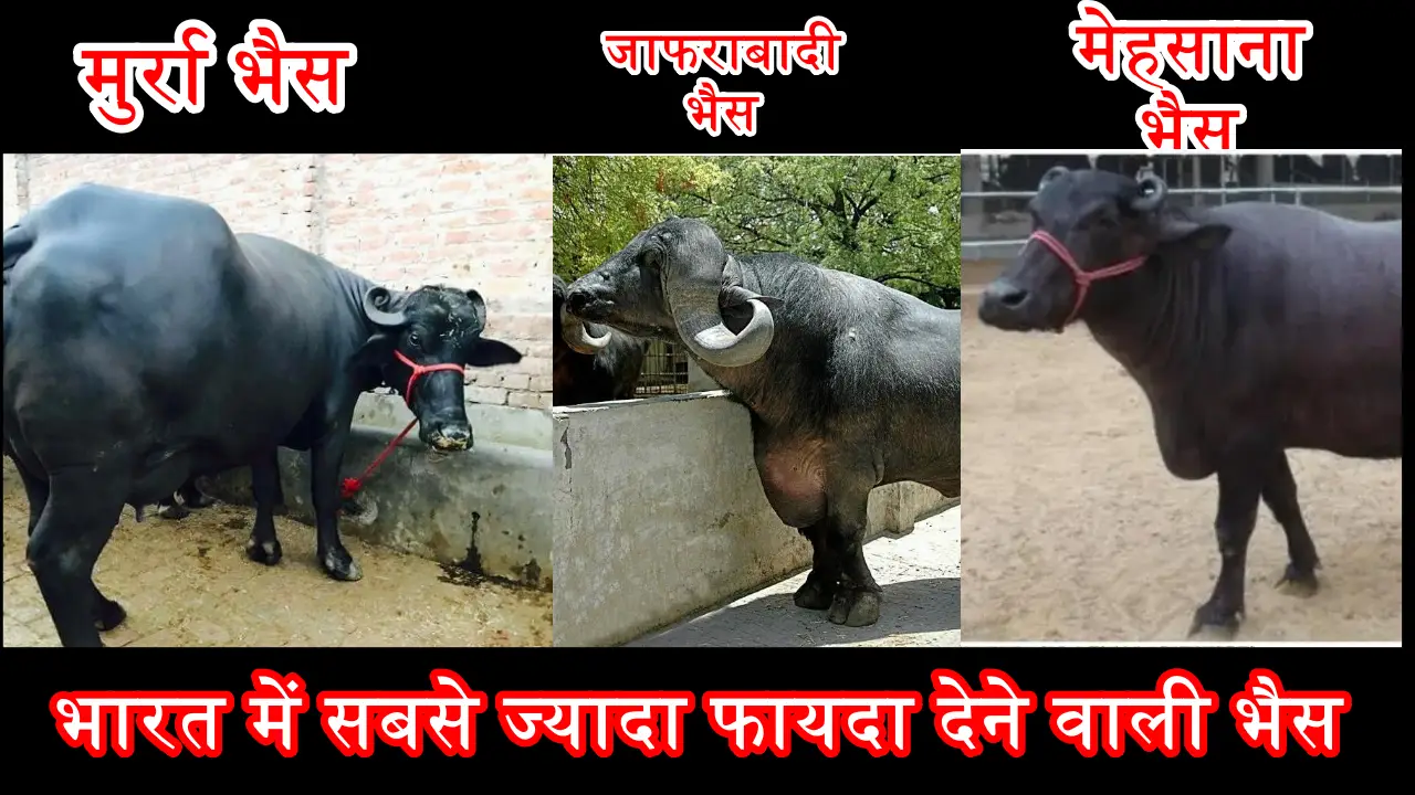 यह तीन नल की