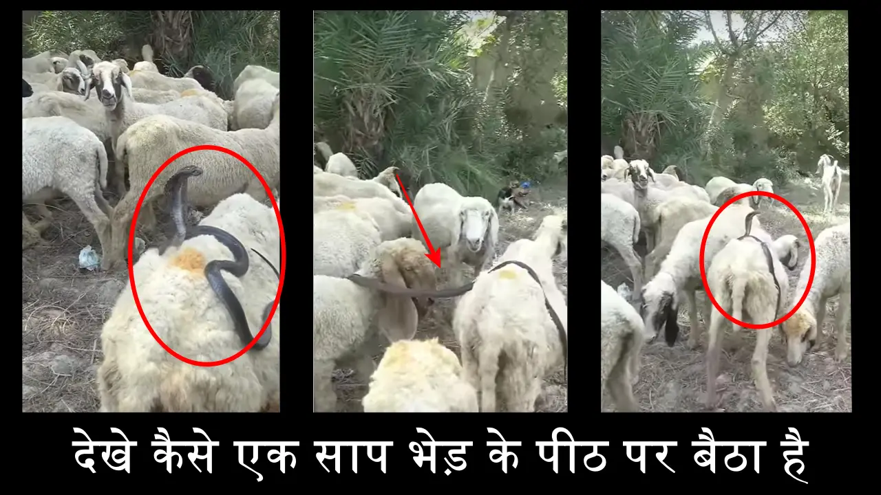 भीड़ की पीठ पर