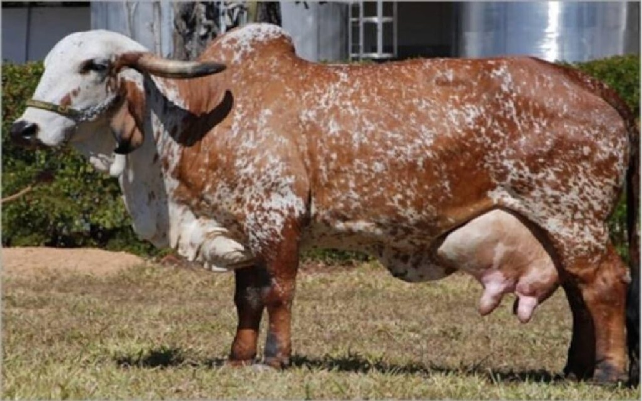 करना चाहते है गाय