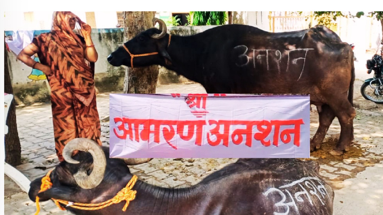 19 गाय-भैंस लेकर SDM