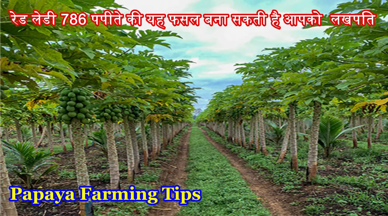 बस 1 बीघा जमीन