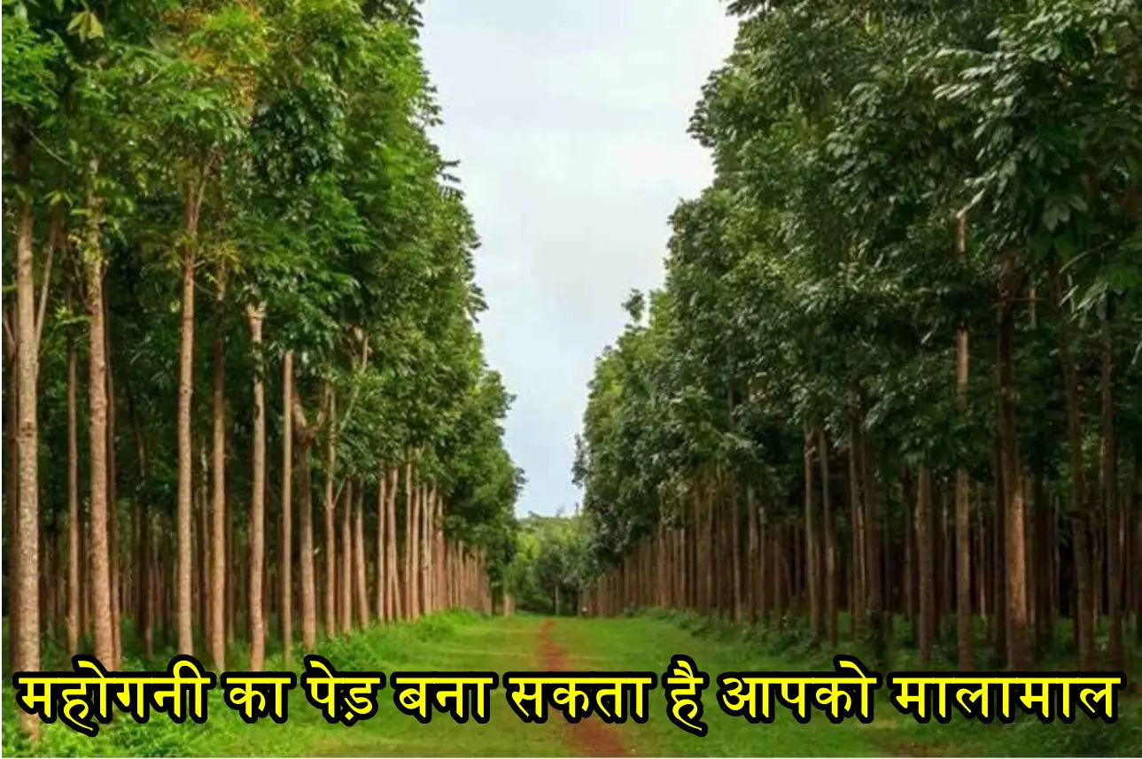 क्या आपने कभी उगा