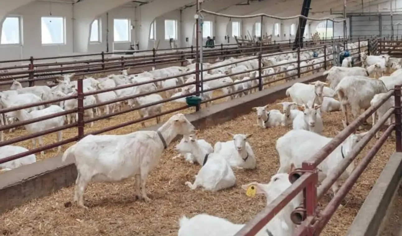 बकरी पालने पर सरकार