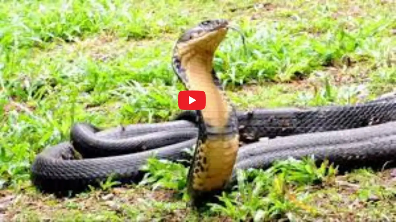 घर पर रखी इन