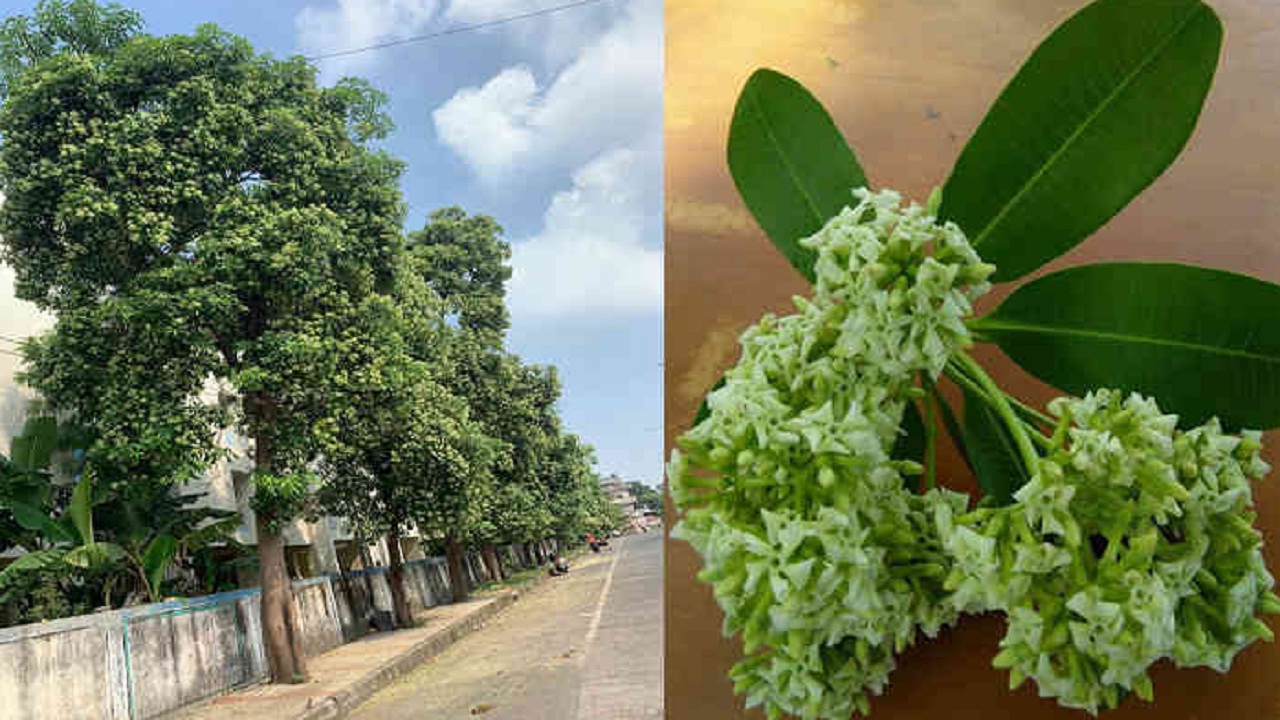 कमजोरी और शारीरिक दुर्बलता