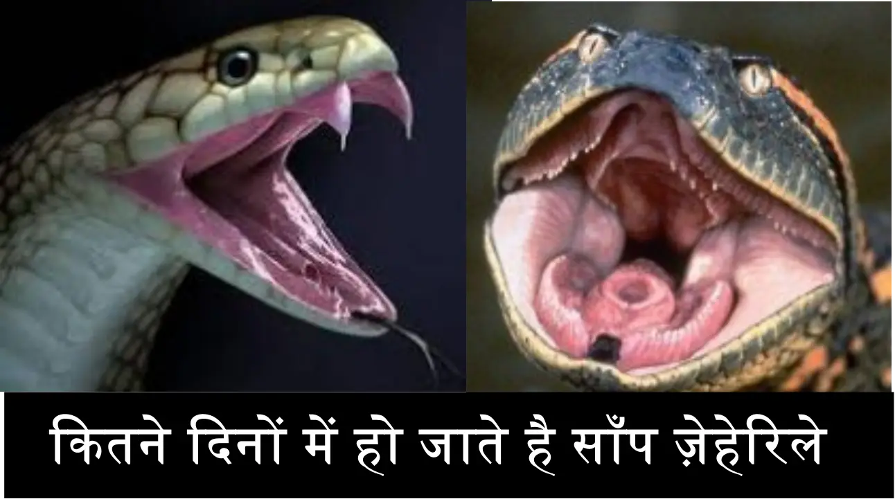 सांपों के शरीर में