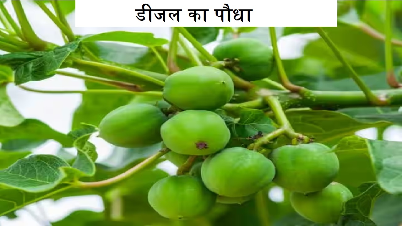 करना है चाहते हैं