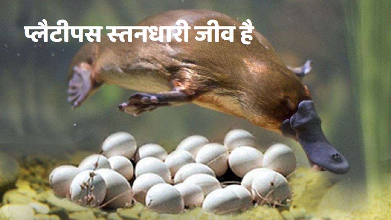 ऐसा जानवर जो दूध