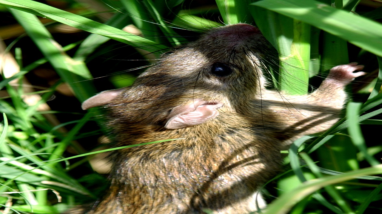 दवा से नही बल्कि