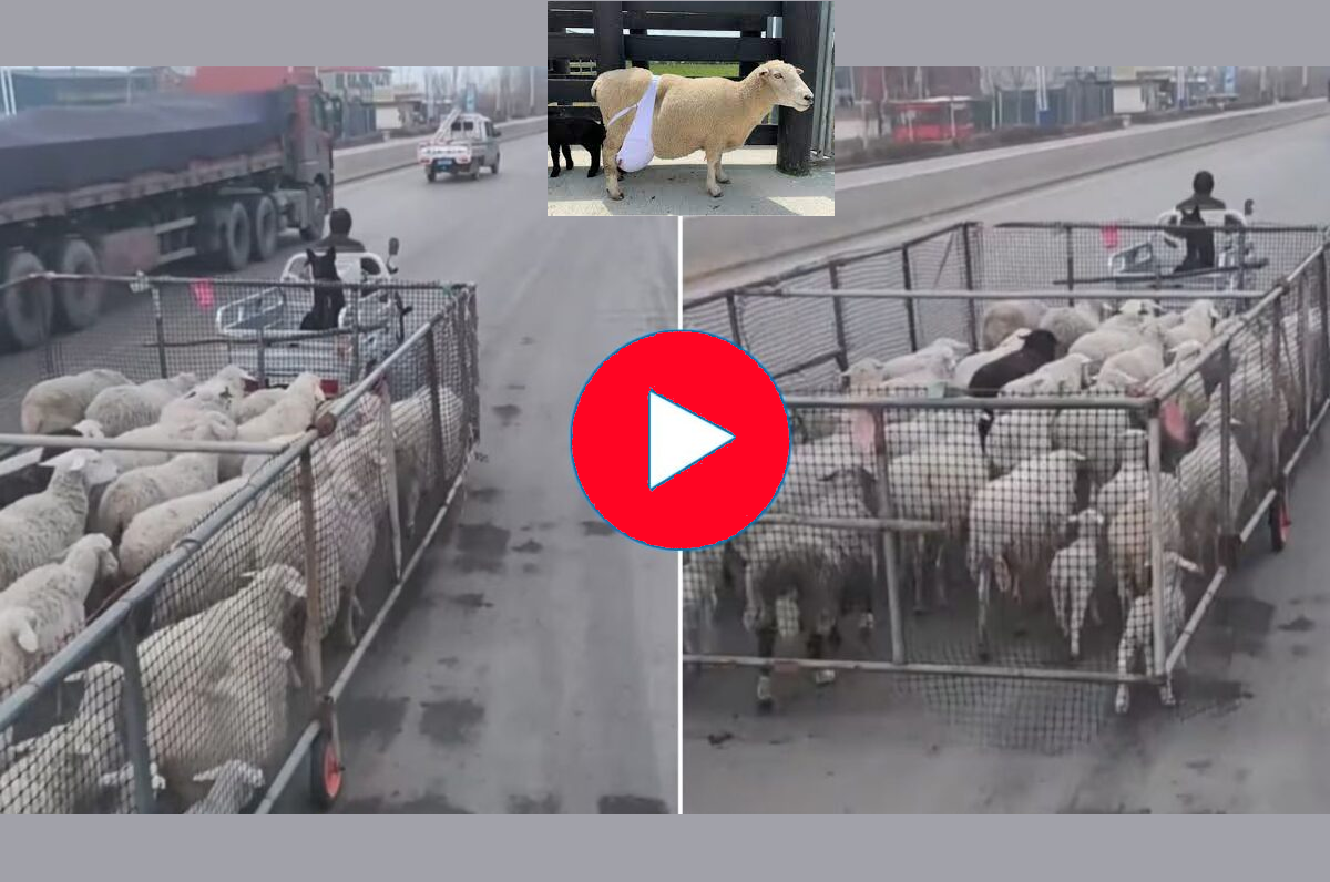 Video: दिमाग घुमा देगा