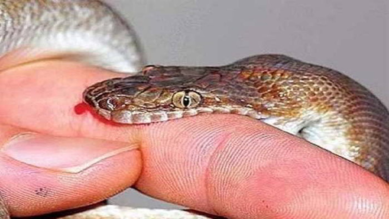 सांप के काटने का