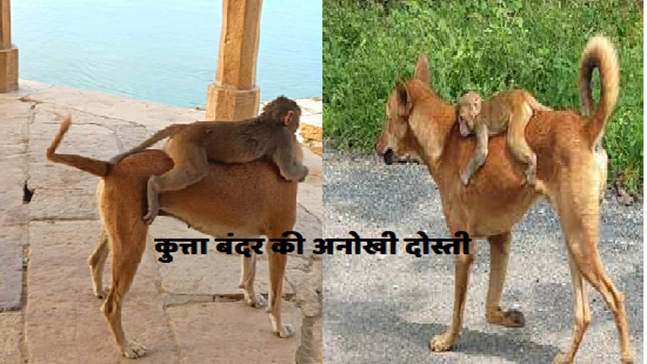 बंदर कुत्ते की दोस्ती