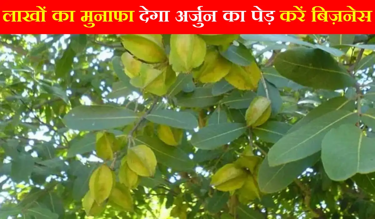 Farming Tips: लाखों का