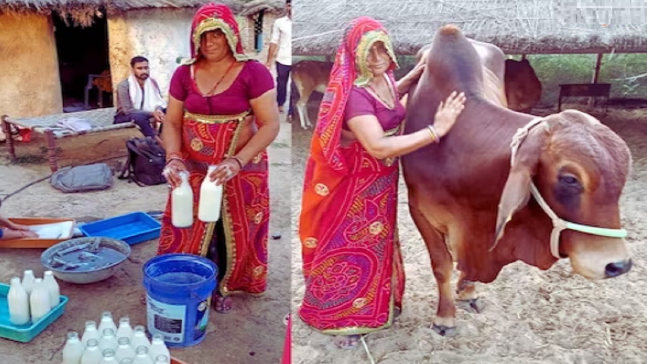 गाय की इस नस्ल