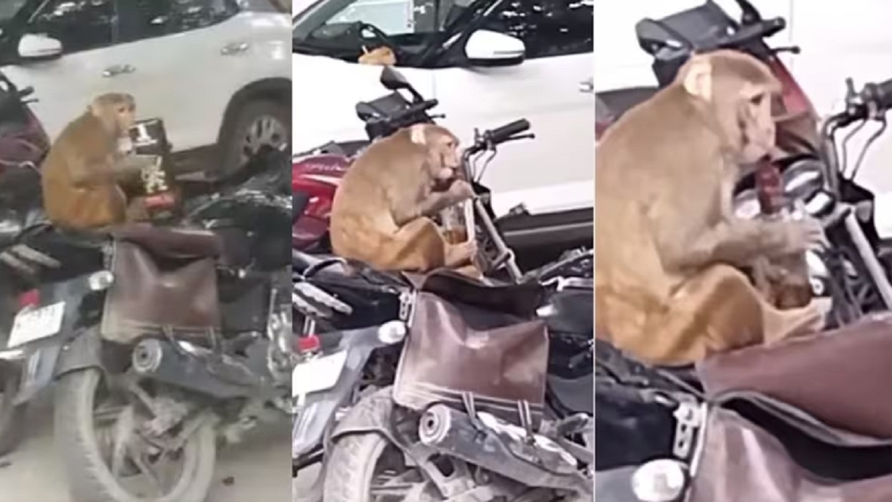 बंदर की पुलिस वाले