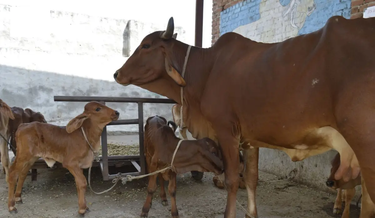 सर्दियों में पशुओं को