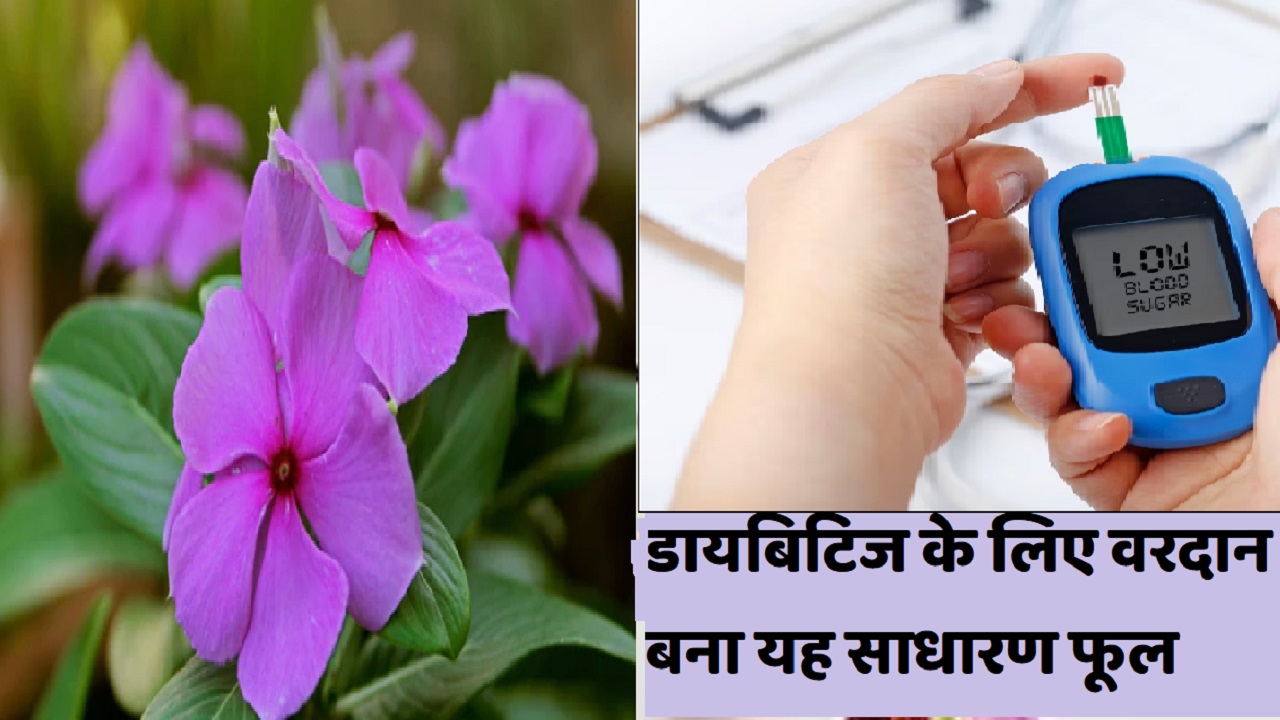 इस 1 फूल से