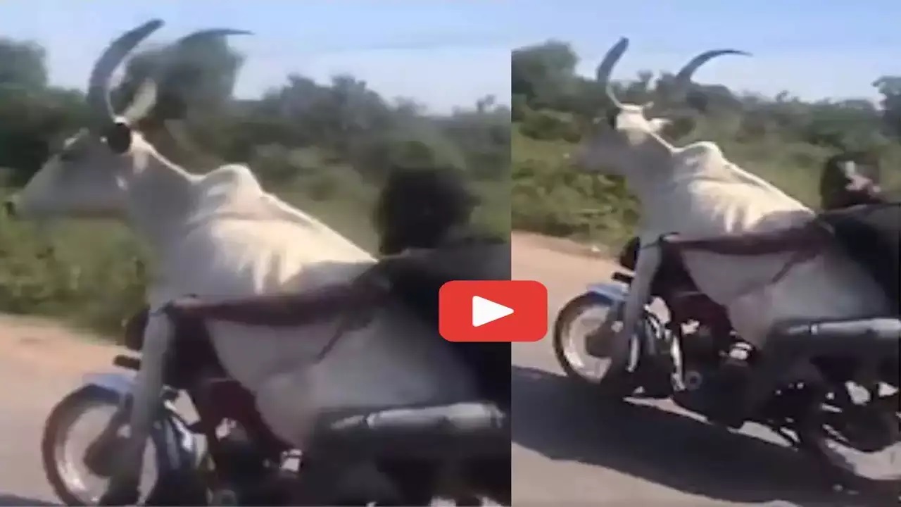 बीच सड़क पर बाइक