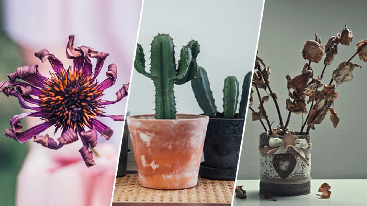 घर में भूलकर भी