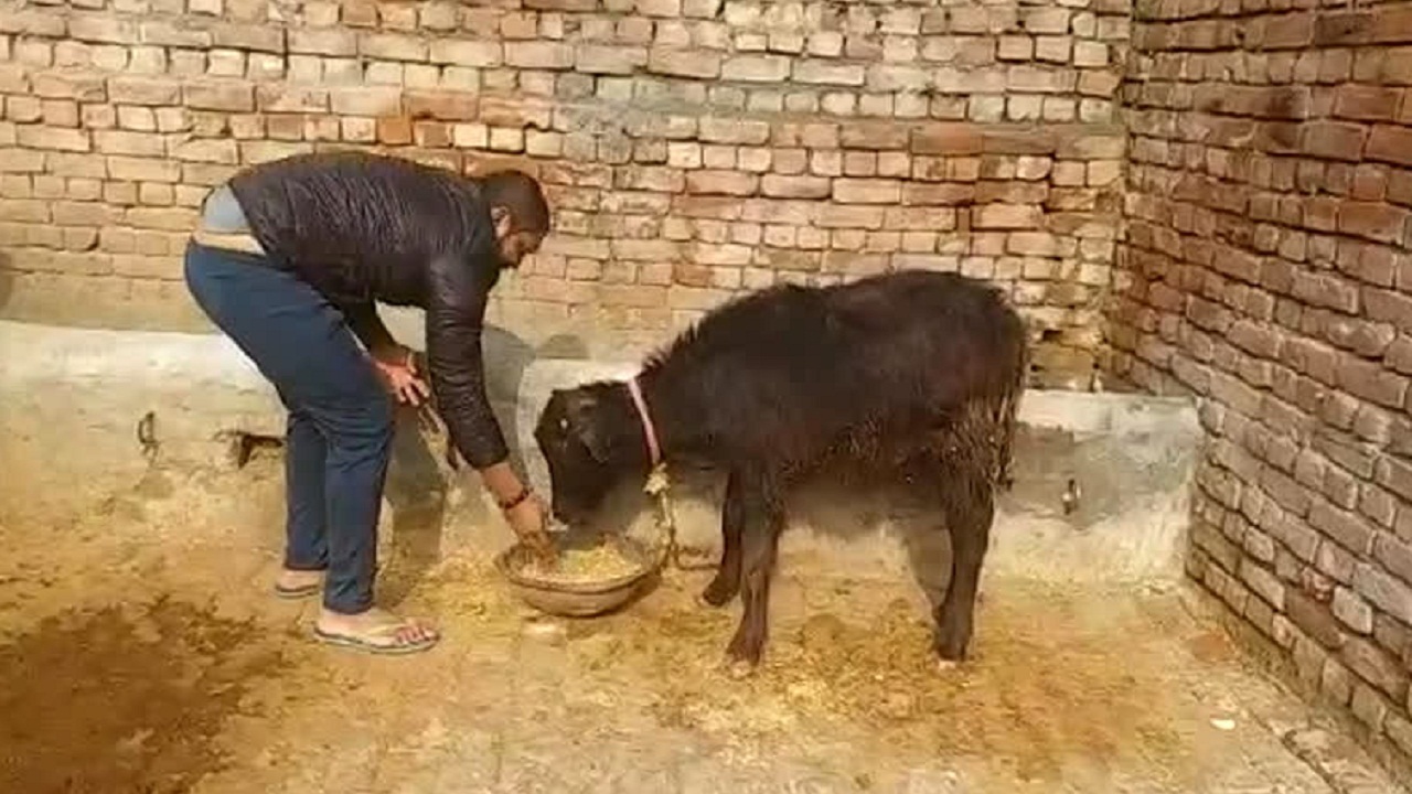 सर्दियों में पशुओं को