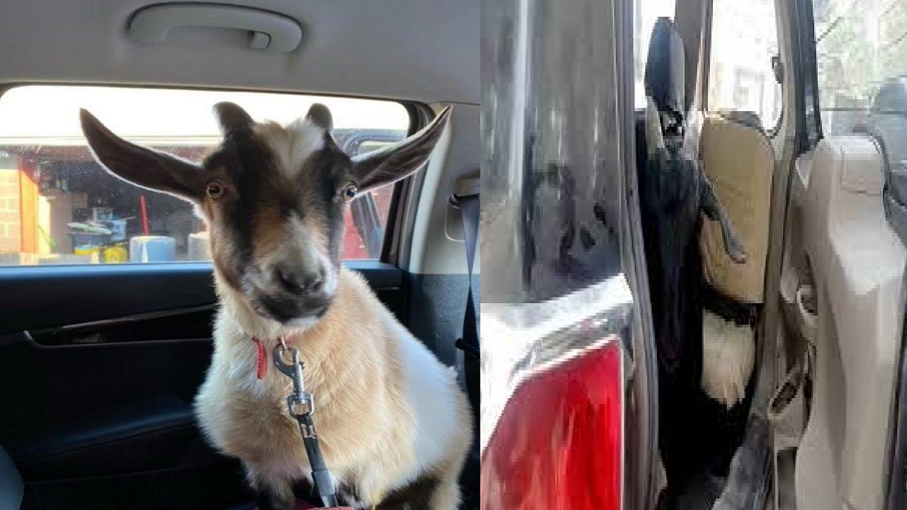 लग्जरी गाड़ी में चोरी