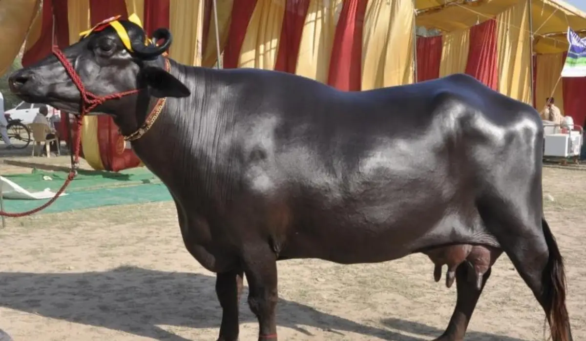 इस भैंस का दूध