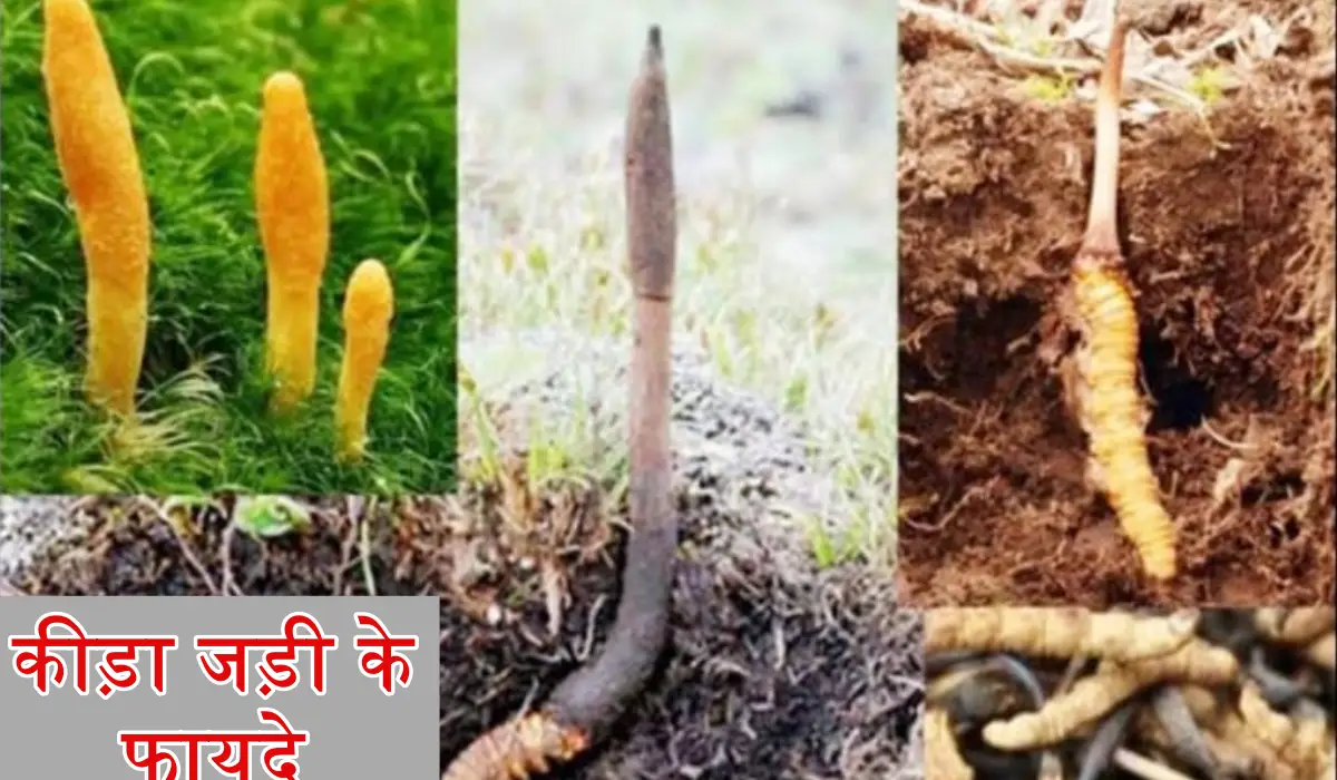 चीन चाहता है इस