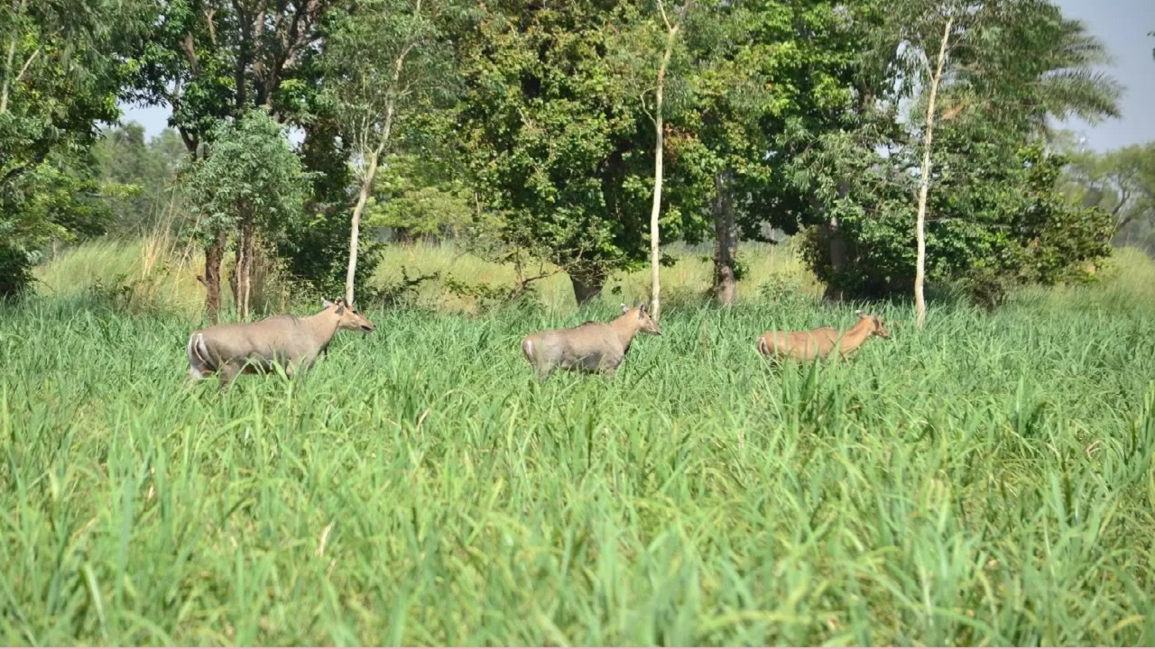 खेतो में नीलगाय के