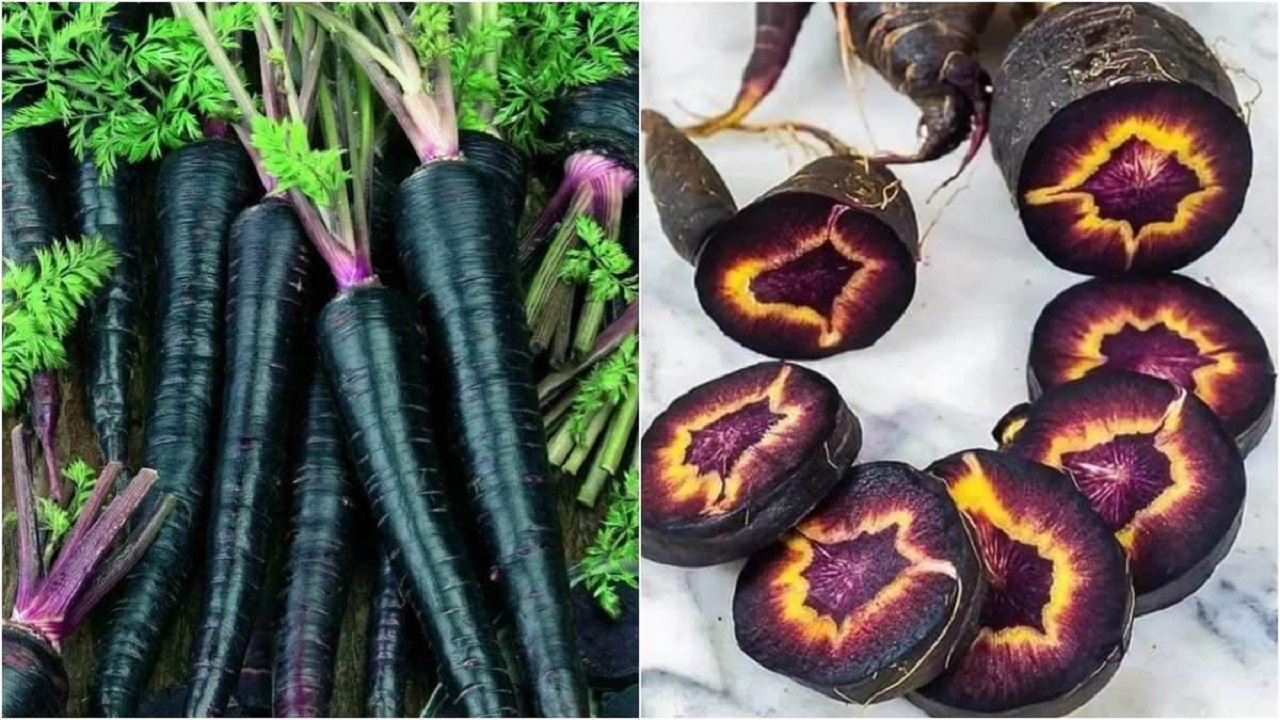 Black Carrot Benefits: कई