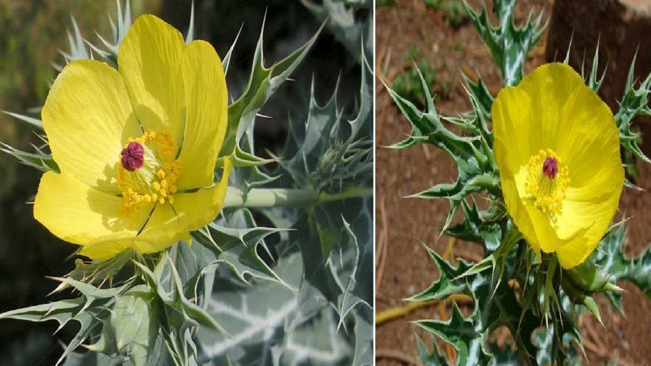 ब्रह्मदंडी: यह कंटीली ओषधि