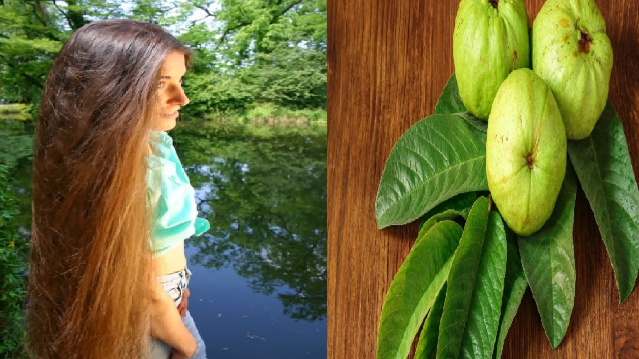 इस फल का पत्ता