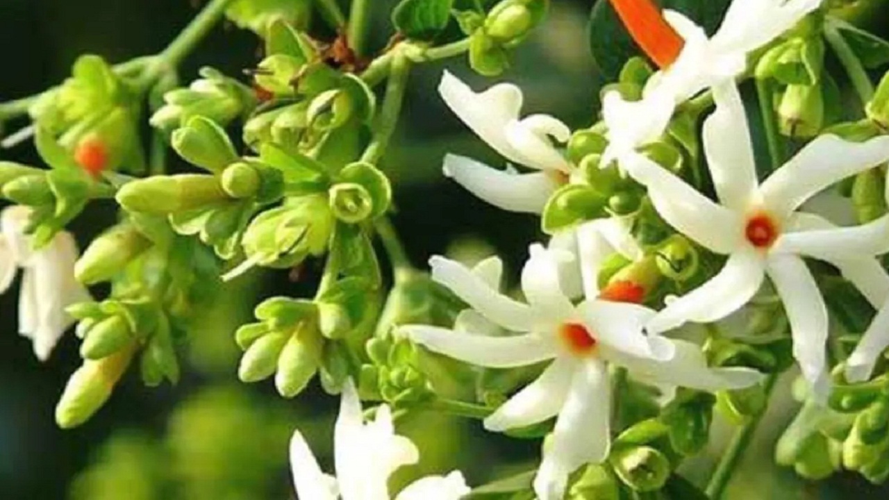 घर में पेड़-पौधे लगाने