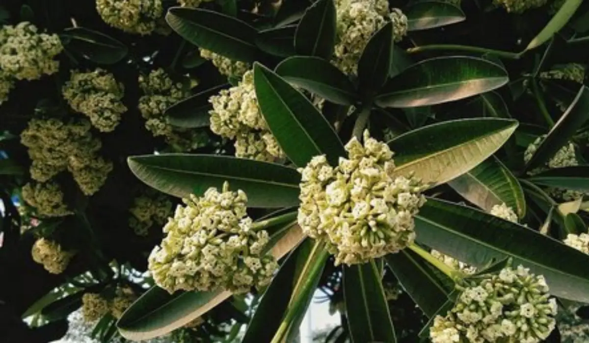 शारीरिक दुर्बलता को खत्म