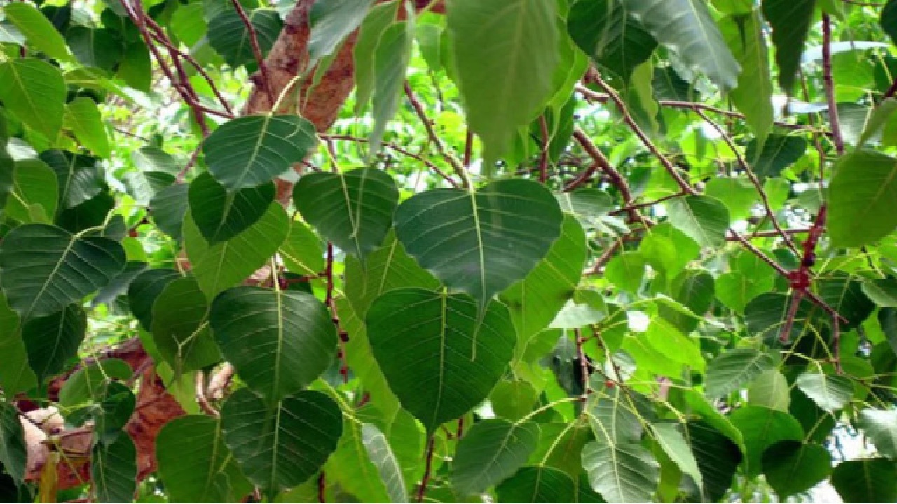 आर्थिक तंगी से है