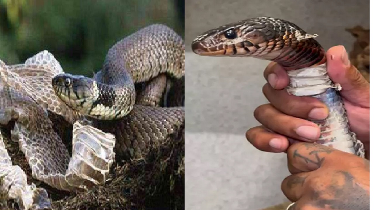 सांप की केंचुली को