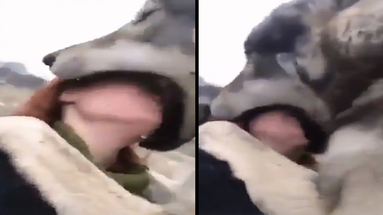 ख़तरनाक भेड़िया ने निगल