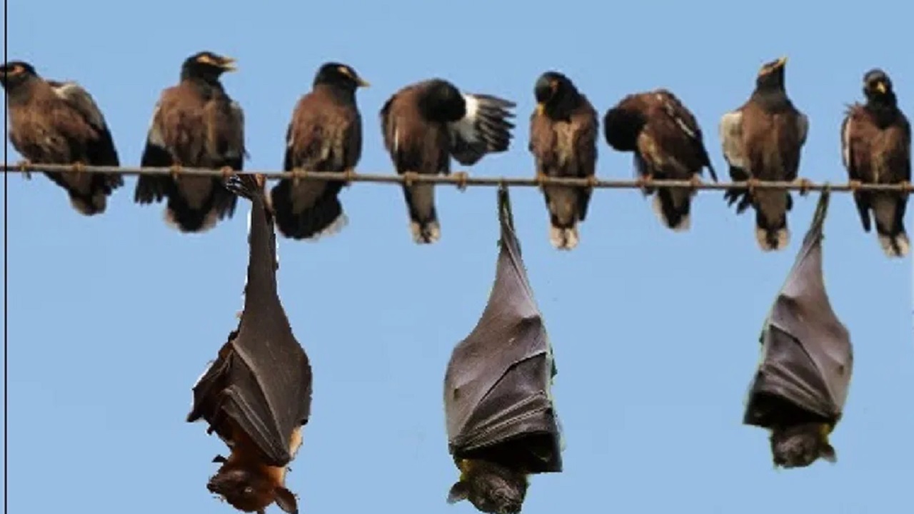 हाई वोल्टेज तार को