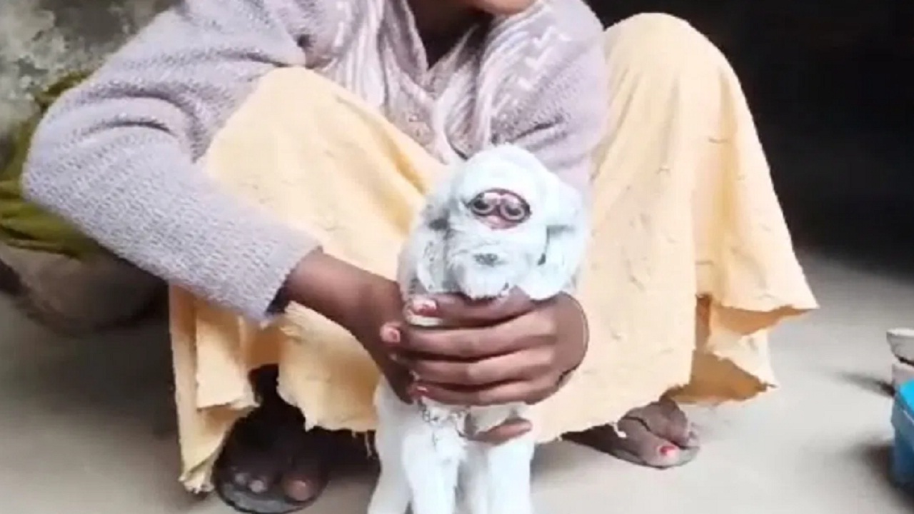 बकरी ने दिया “लंगूर”