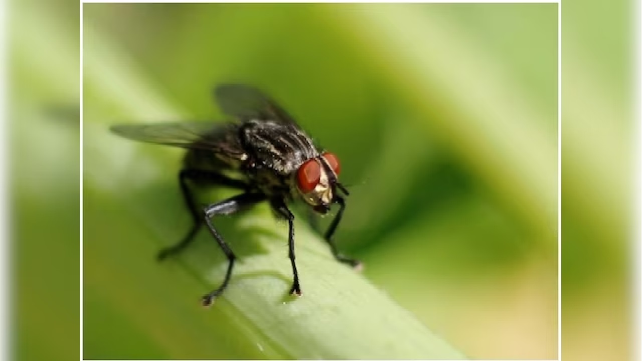 ये हैं धरती के