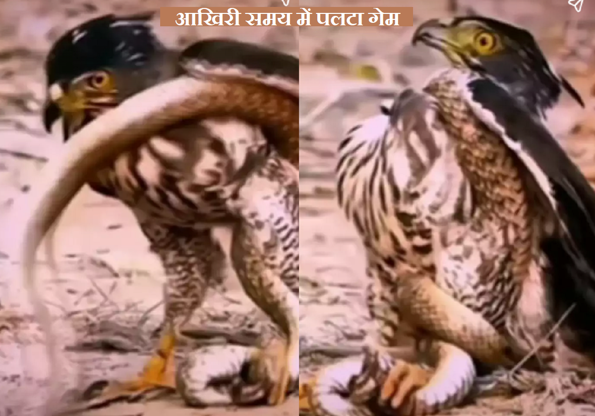 इंसानो से भी ज्यादा