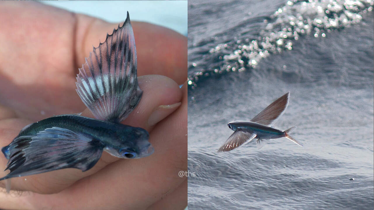 उड़ने वाली मछली का